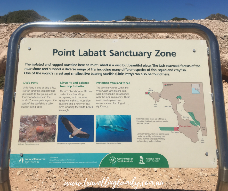 Sea Lion Colony South Australia - Point Labatt