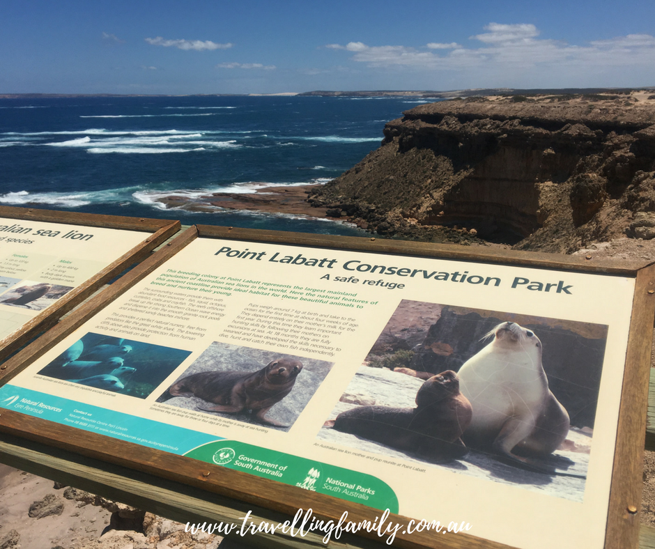 Sea Lion Colony South Australia - Point Labatt
