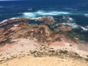 Sealion Colony South Australia